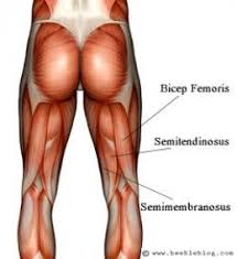 What Muscles Are Used While Running Hamstring Cramps Tight Hamstrings Hamstrings