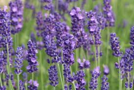 34 Different Types Of Purple Flowers For Your Garden Purple Flowers Meaning Purple Flowers Types Of Purple Flowers Lavandula Angustifolia