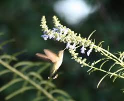 We did not find results for: Attract Hummingbirds And Bees With These Beautiful Summer Flowers