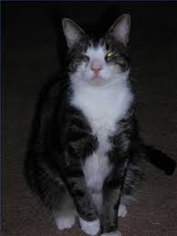 A Home Remedy For Miliary Dermatitis In Cats Cuteness Cat Fleas Cat Remedies Home Remedies For Fleas