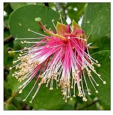 Image result for Sonneratiaceae