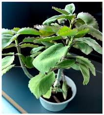 Image result for Kalanchoe pinnata