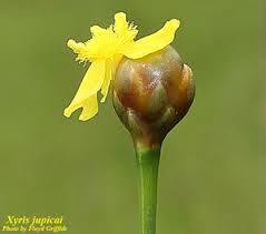 Image result for Xyris anceps