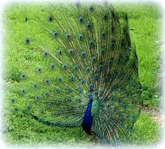 pin on my photography