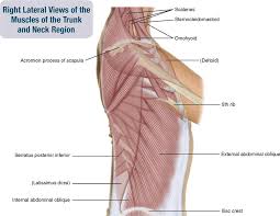 Each is a thin layer of muscle that runs between adjacent ribs. 8 Muscles Of The Spine And Rib Cage Musculoskeletal Key