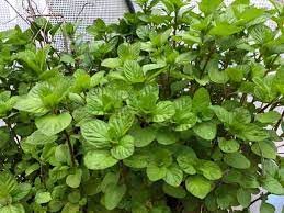 Mint likes moist, but not waterlogged, conditions around its roots due to its mediterranean stream bank origin. How To Grow Mint Indoors 3 Different Methods Do Not Disturb Gardening