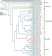 Image result for Eriosema rhynchosioides