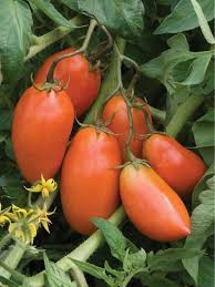 The tomato is the edible berry of the plant solanum lycopersicum, commonly known as a tomato plant. The Best Tomatoes For Making Sauce Paste Tomato Varieties Hgtv