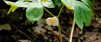 Image result for Podophyllum  peltatum