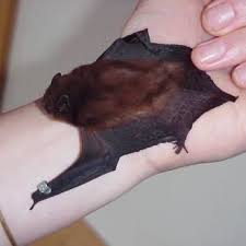 We did not find results for: Long Tailed Bat In The Hand Photo C F J O Donnell Download Scientific Diagram