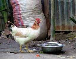 Aunque según la organización mundial de la salud la gripe aviar es muy mortal para los humanos que la contraen. Influenza Aviar A H5n1 Altamente Patogena En Aves Y Otros Animales Influenza Aviar Gripe
