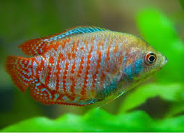 7 Freshwater Fish That Are Perfect For A 10 Gallon Tank