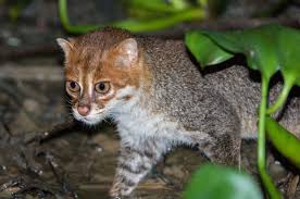 ‪5 Fun Facts About Small Cats | Panthera‬‏