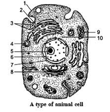 You see that many features are in common. Given Below Is A Diagrammatic Sketch Of Electron Microscopic View Of An Animal Cell A Label The Brainly In