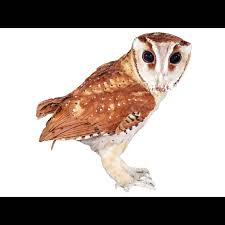 Image result for owl