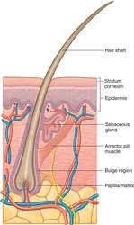 Hair Follicle Definition Of Hair Follicle By Medical Dictionary Medical Dictionary Medical Terms Hair Follicle