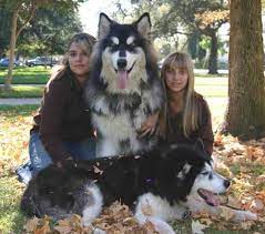 The combination of the giant malamute and sleds were the main mode of transportation for native americans and explorers in the alaskan territory. 16 Hunde Alaskan Malamute Ideen Hunde Tiere Riesige Hunde