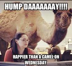 I am caleb the camel, from the geico hump day camel commercial. Camel Hump Day Wednesday Quotes Quotesgram