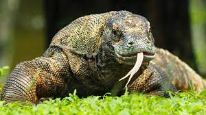 Video's direct beschikbaar in 4k en hd voor elke nle. Komodo Indonesien Sperrt Die Dracheninsel Um Die Warane Zu Schutzen Leben Wissen Bild De