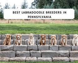 Petland robinson has labradoodle puppies for sale! Best Labradoodle Breeders Pennsylvania Pa Top 6 Picks We Love Doodles