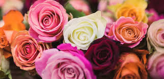 Rose Colour Meanings And Symbolism | Lawn.Com.Au