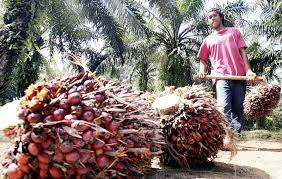 Lembaga minyak sawit malaysia (lmsm atau mpob) merupakan badan yang bertanggungjawab merancang, menyelidik dan membangunkan industri minyak sawit dan kelapa sawit di malaysia. Konsumsi Minyak Sawit Masih Dag Dig Dug Iconomics