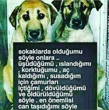 Angeletta Silvain Adli Kullanicinin Candostlarimiz Panosundaki Pin Hayvan Sozleri Hayvan Haklari Sevimli Hayvan Yavrulari