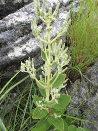 Image result for Tetradenia bainesii