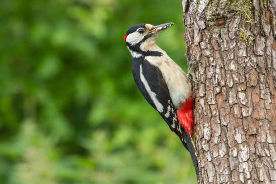 5,900+ Pecker Stock Photos, Pictures & Royalty-Free Images - iStock