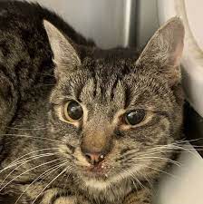 More Than 100 Cats Removed From Lancaster County Property