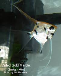 Angelfish Genetics Types Of Angelfish