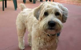 Attentiondef Ooh Shiny Katie The Wheaton Terrier Wheaton Terrier Wheaton Terrier Soft Coated Wheaten Terrier