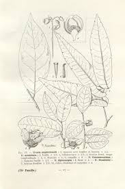 Image result for Uvaria acuminata