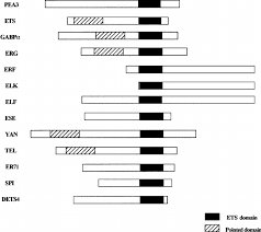 What are the factors of 13. The Ets Gene Family Of Transcription Factors Can Be Divided Into 13 Download Scientific Diagram