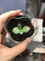 Pin On Desert Rose Care