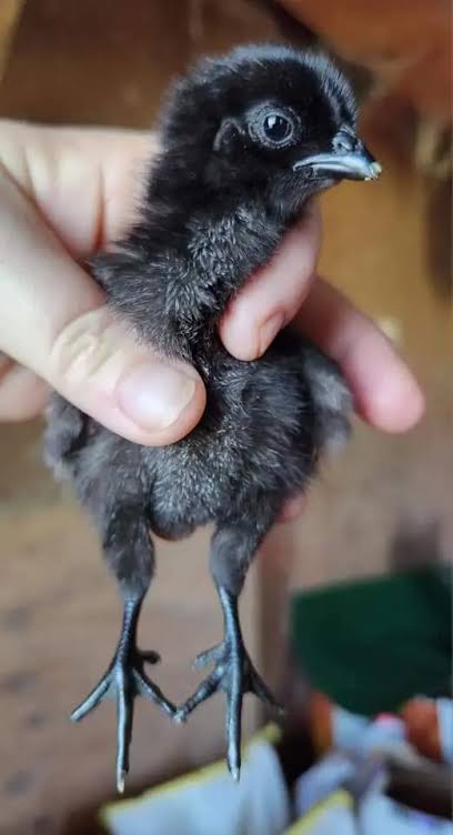 Ayam Cemani Chicks | Rare Black Chickens | order exotic poultry