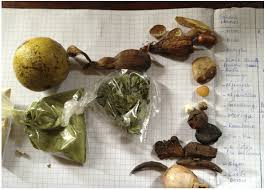 Image result for Afrostyrax kamerunensis