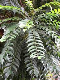 For more information and source, see on this link : Manfaat Daun Kari Daun Salam Koja Daun Temuru Menanam Menggambar Pohon Pohon