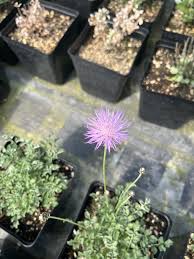 Image result for Centaurea praecox