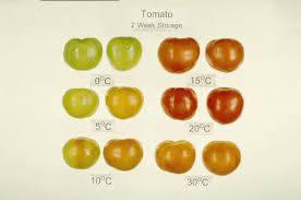 Tomato Chilling Injury Plant Breeding And Genomics