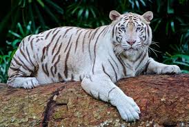 Image result for tiger