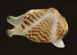 Image result for Viscum littorum