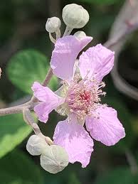 Image result for Rubus runssorensis