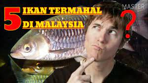 Biasanya jenis ikan hias akuarium merupakan ikan ramah lingkungan yang hidupnya di air tawar dimana tujuan dari pemeliharaan ikan ini sebagai hiasan atau memperindah ruang dan bukan untuk. Bikin Heran 5 Jenis Ikan Air Tawar Termahal Di Malaysia Cara Yakin Di 2021 Rabab Minangkabau