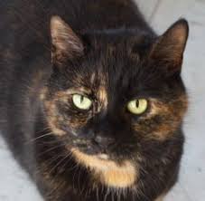 Beautiful Black Cat With Brown Eyes Adopt Trixie On Petfinder Tabby Cat Pretty Cats Cute Cats
