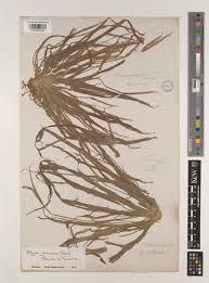 Image result for Blyxa hexandra