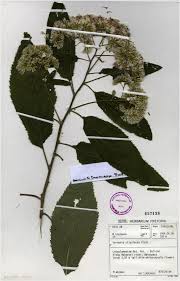 Image result for Vernonia tigna