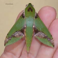 Image result for Xylopia shirensis