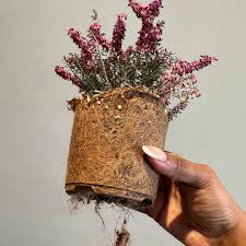 Image result for Erica wildii