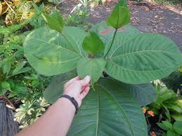 Image result for Bellucia